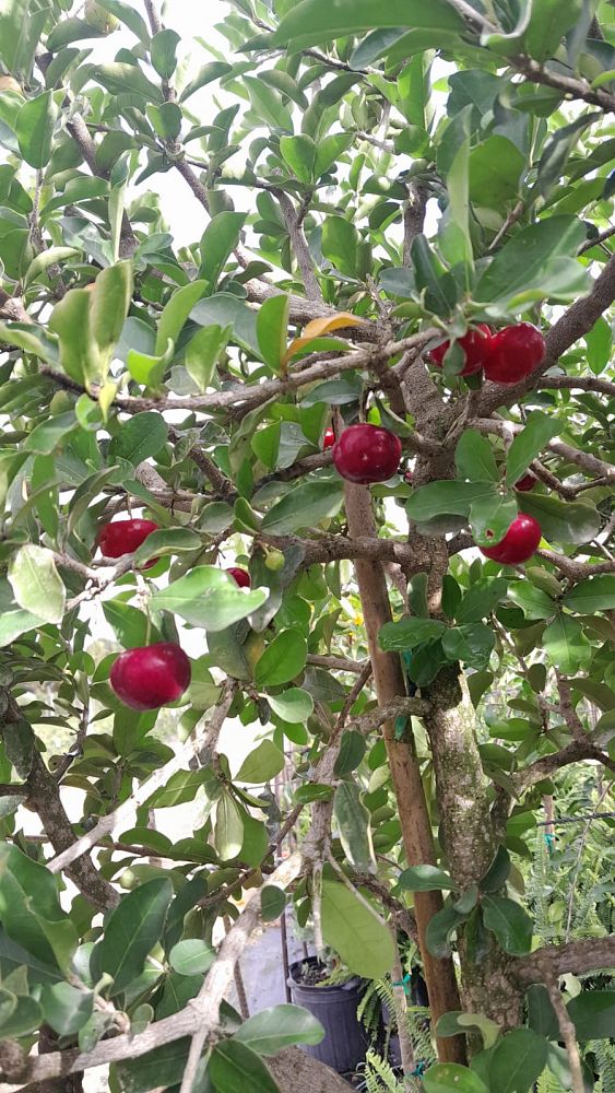 malpighia-glabra-barbados-cherry