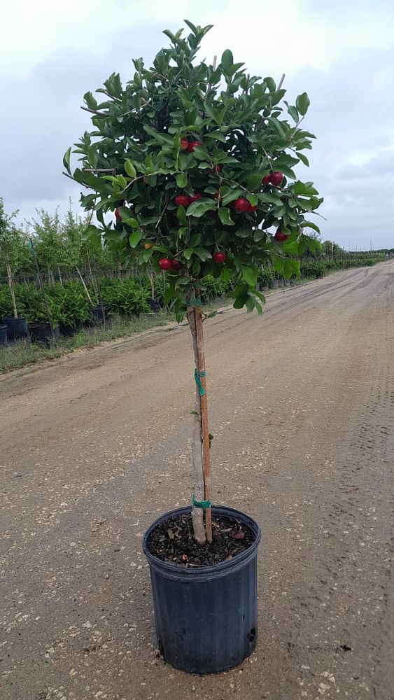 malpighia-glabra-barbados-cherry