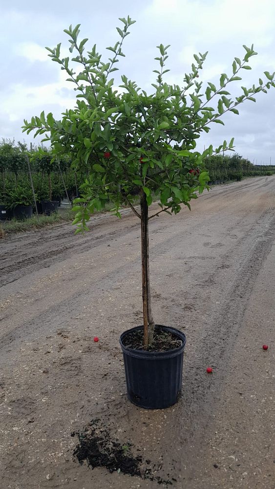 malpighia-glabra-barbados-cherry