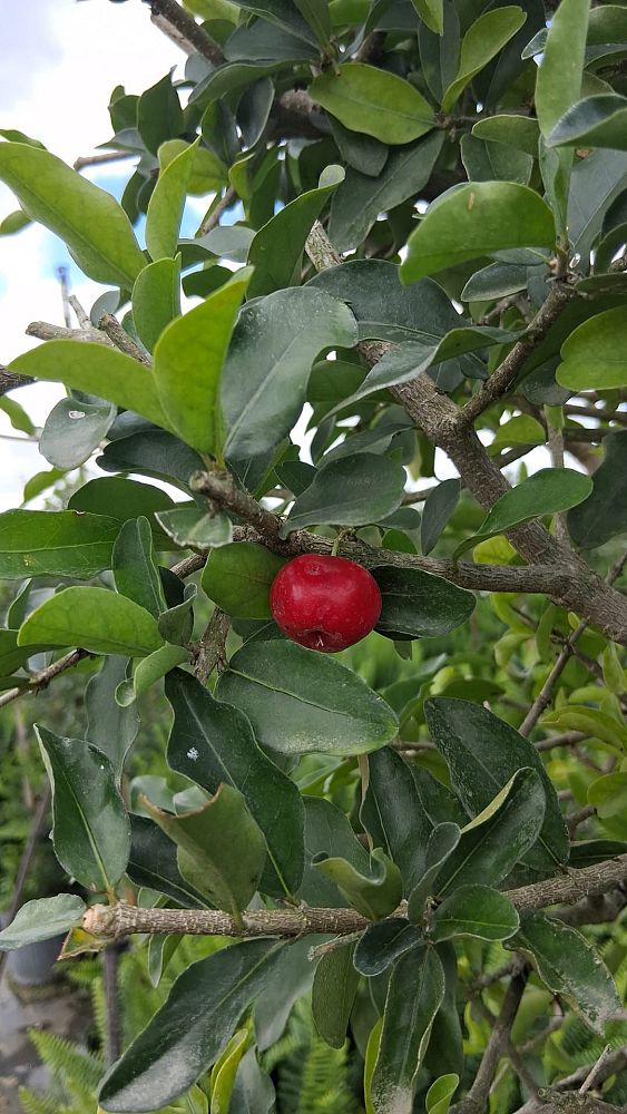 malpighia-glabra-barbados-cherry