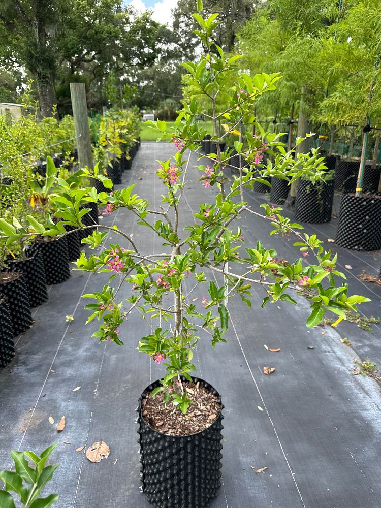 malpighia-punicifolia-barbados-cherry