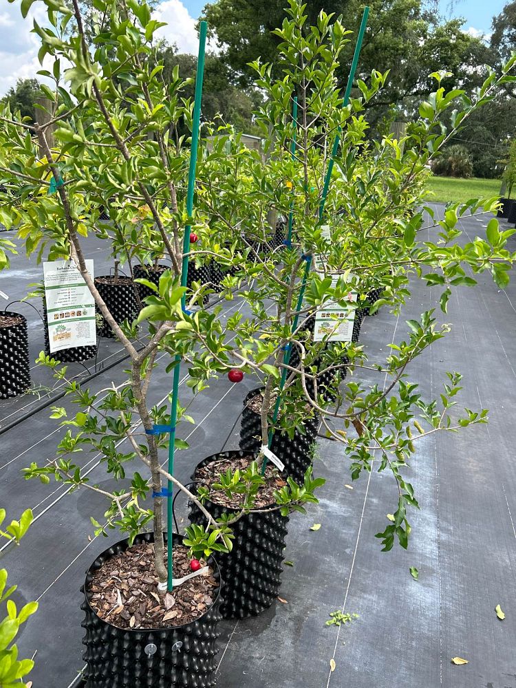 malpighia-punicifolia-barbados-cherry