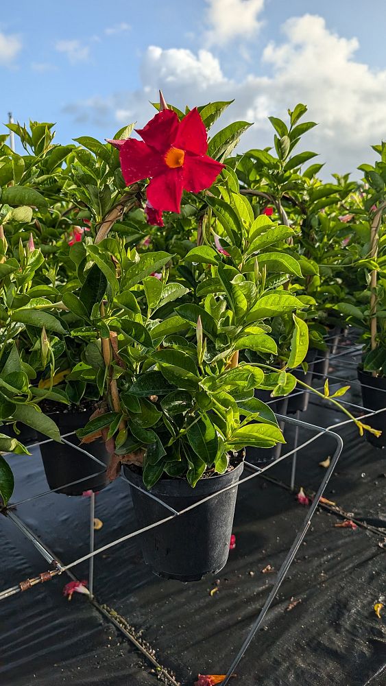 mandevilla-bella-scarlet-dipladenia