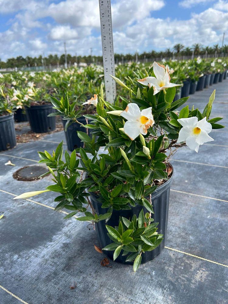 mandevilla-bella-white-dipladenia