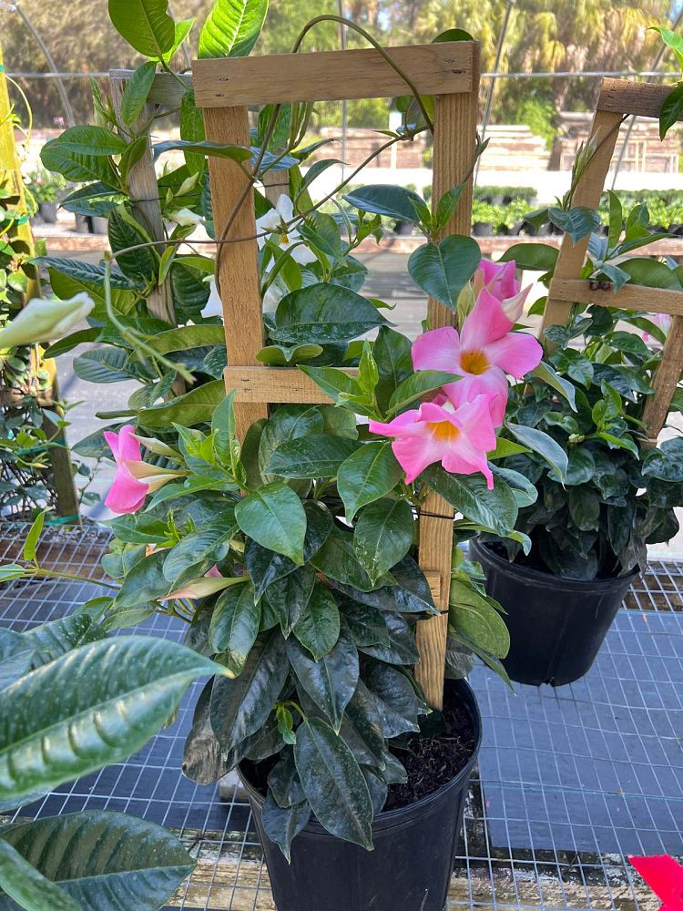 mandevilla-pink-dipladenia