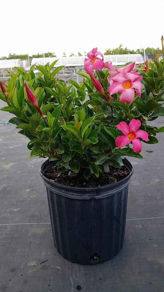 mandevilla-pink-dipladenia