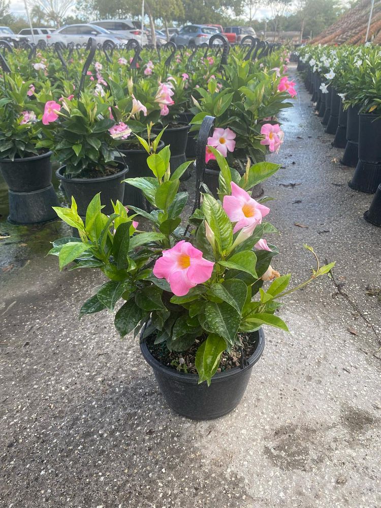 mandevilla-pink-dipladenia