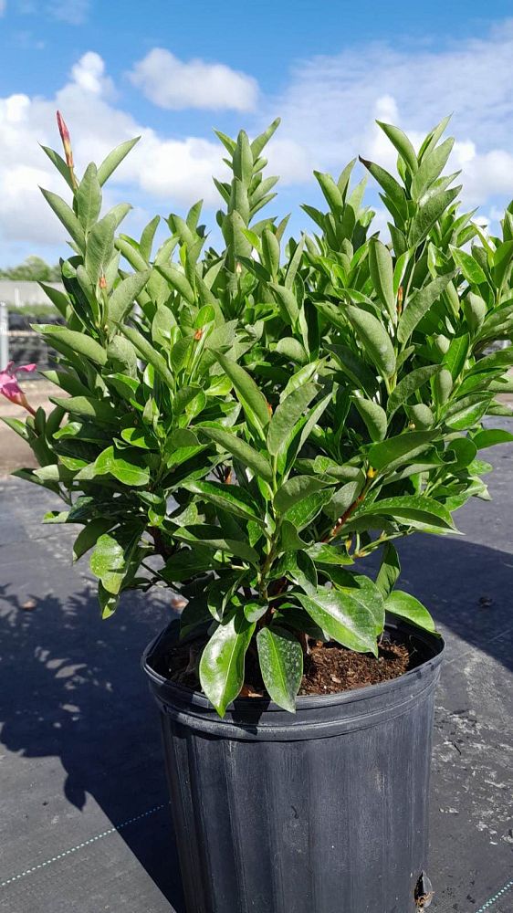 mandevilla-pink-dipladenia