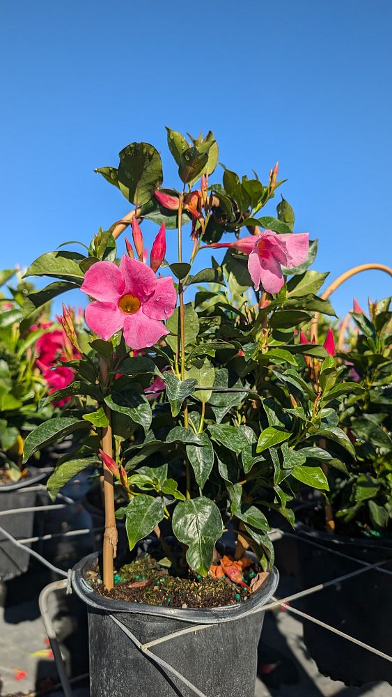 mandevilla-pink-dipladenia