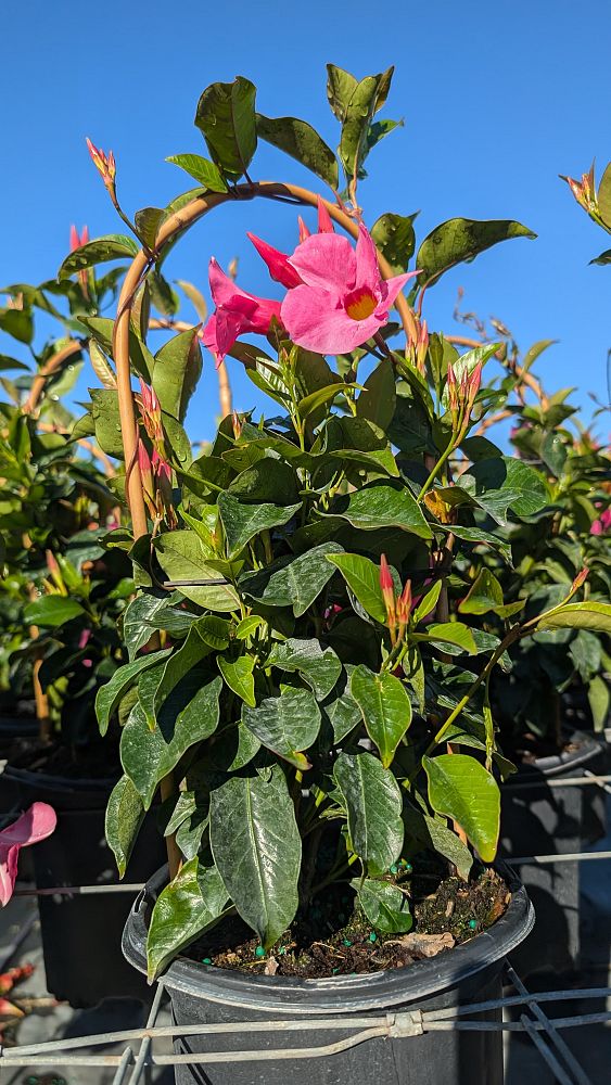 mandevilla-pink-dipladenia