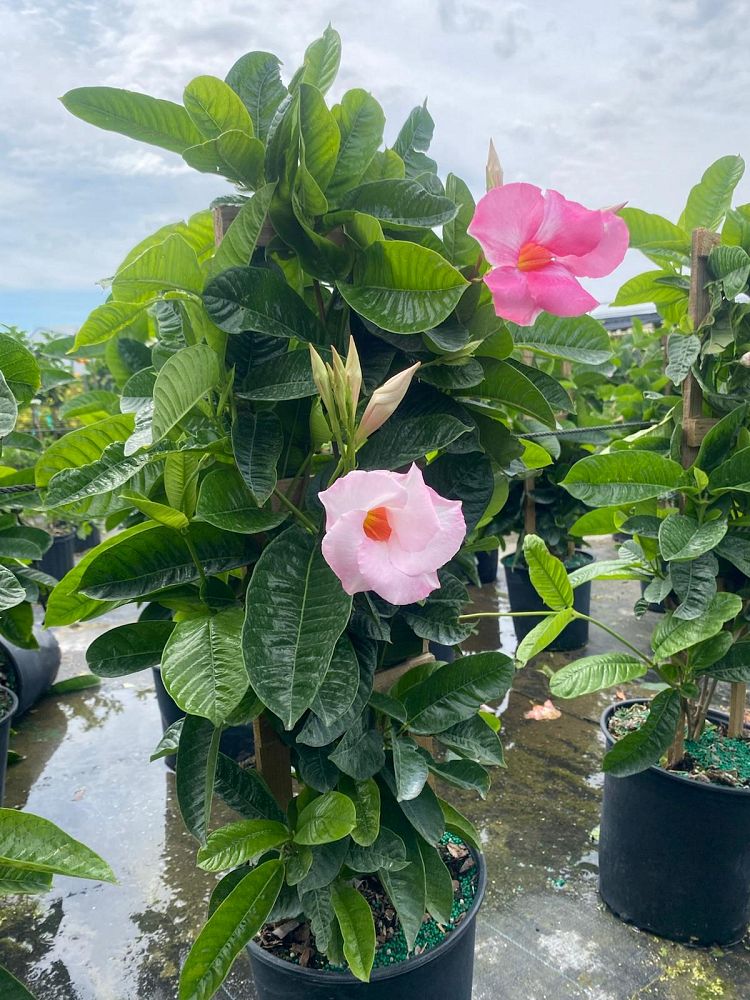 mandevilla-pink-dipladenia