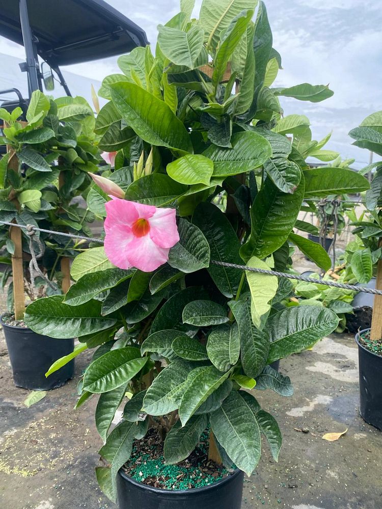 mandevilla-pink-dipladenia