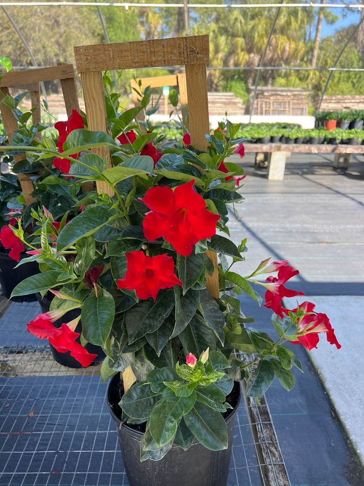 mandevilla-red-dipladenia