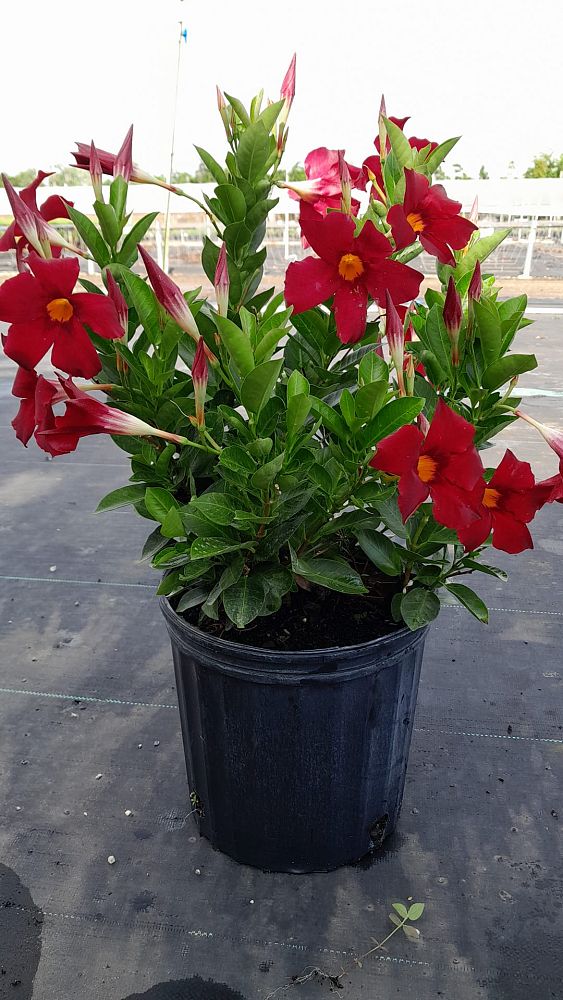 mandevilla-red-dipladenia