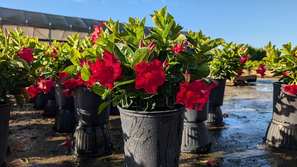 mandevilla-red-dipladenia