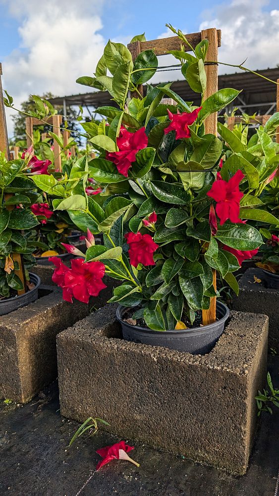 mandevilla-red-dipladenia