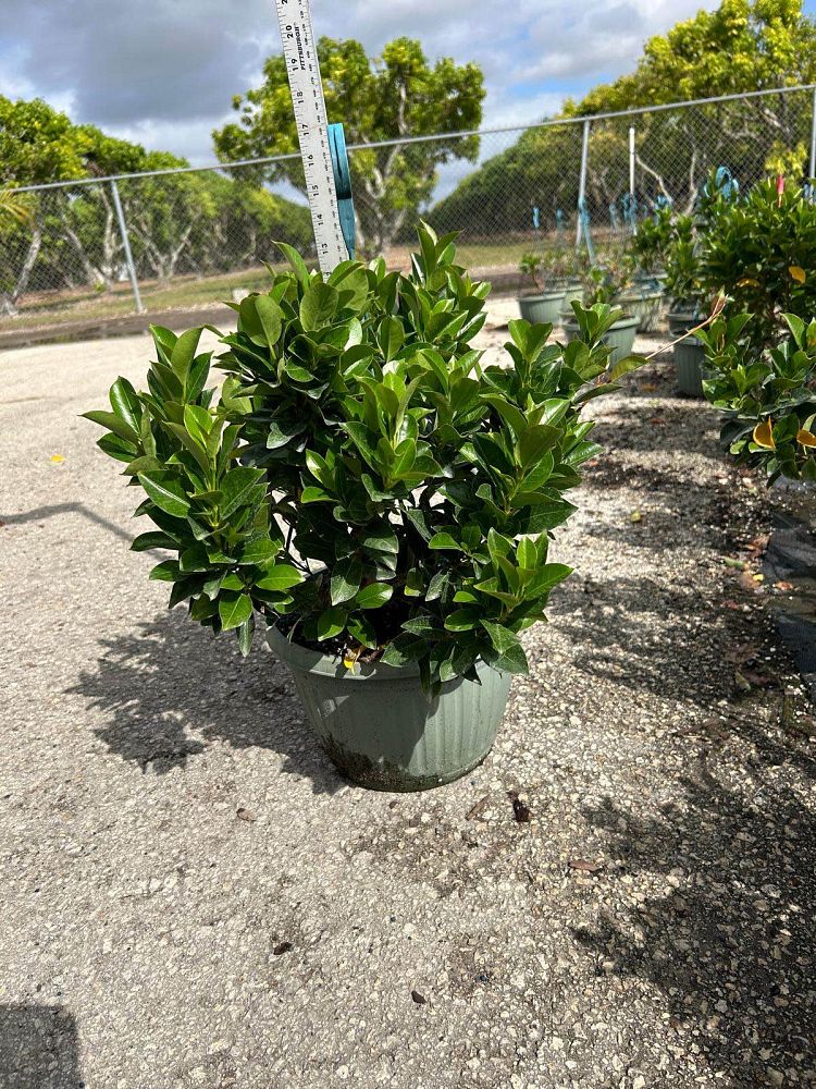 mandevilla-splendens-crimson-red-dipladenia