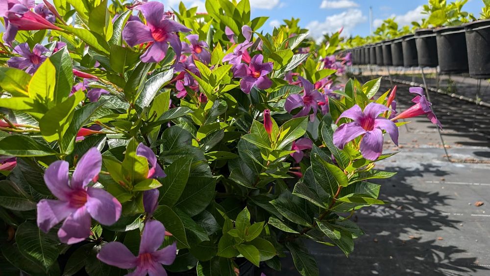 mandevilla-sun-parasol-bluephoria-purple