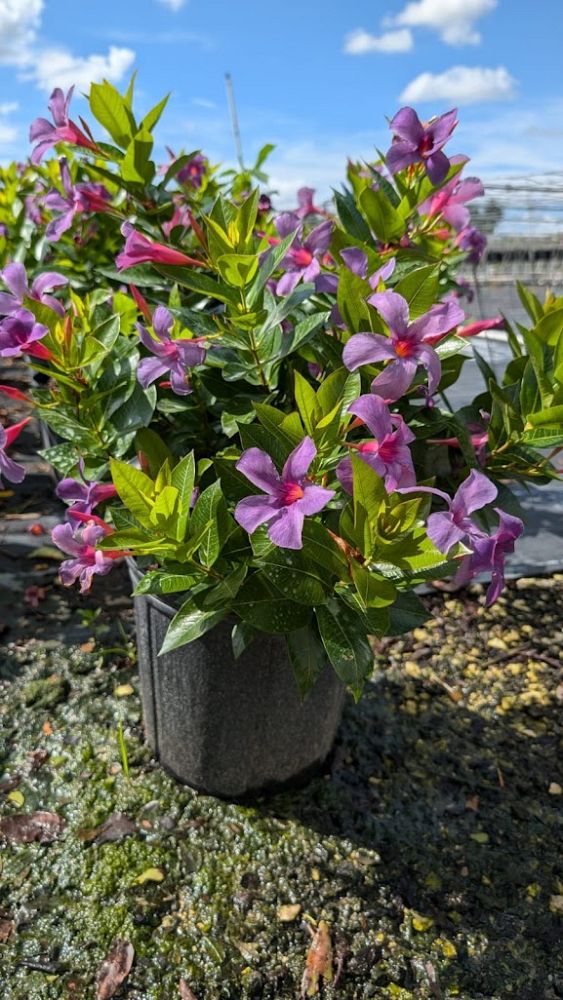 mandevilla-sun-parasol-bluephoria-purple