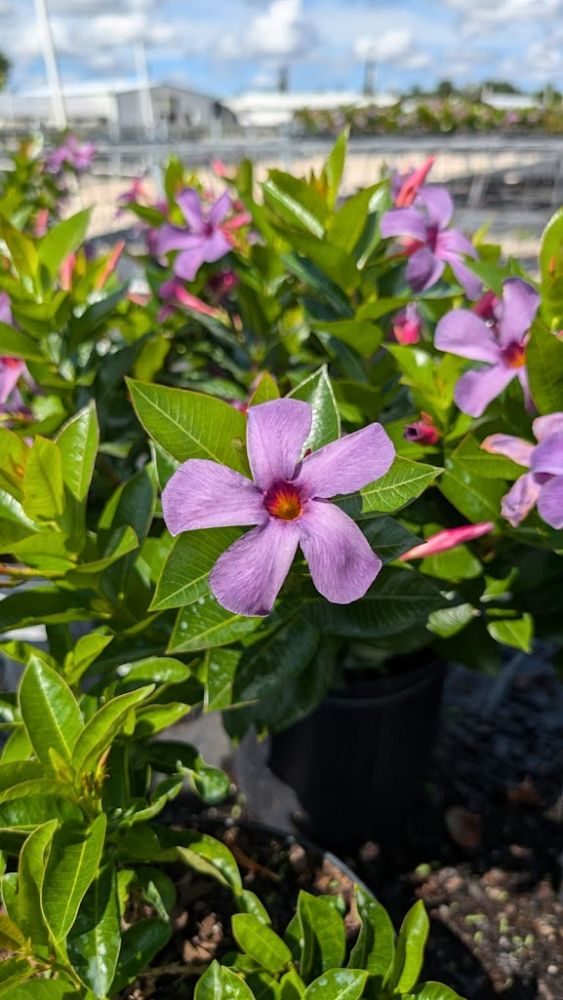 mandevilla-sun-parasol-bluephoria-purple