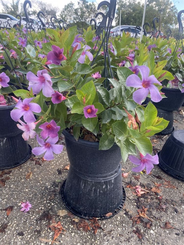 mandevilla-sun-parasol-bluephoria-purple