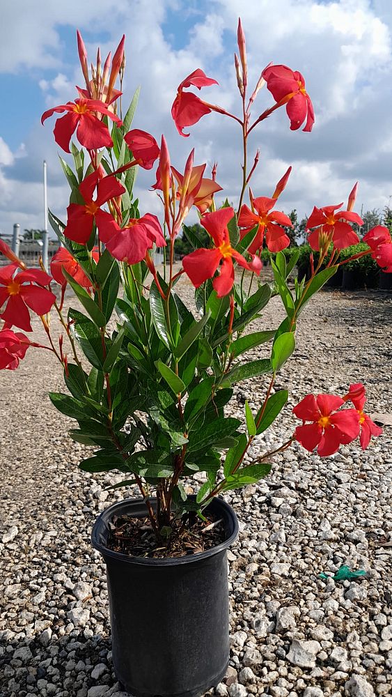 mandevilla-sun-parasol-firedup-orange