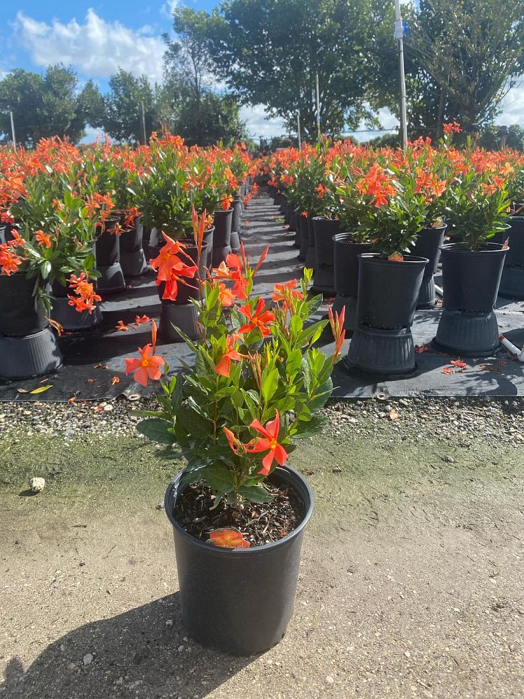 mandevilla-sun-parasol-firedup-orange