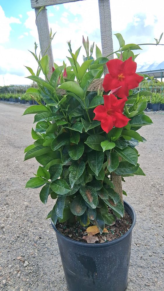 mandevilla-sun-parasol-giant-crimson