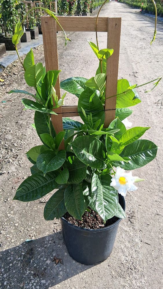 mandevilla-sun-parasol-giant-white