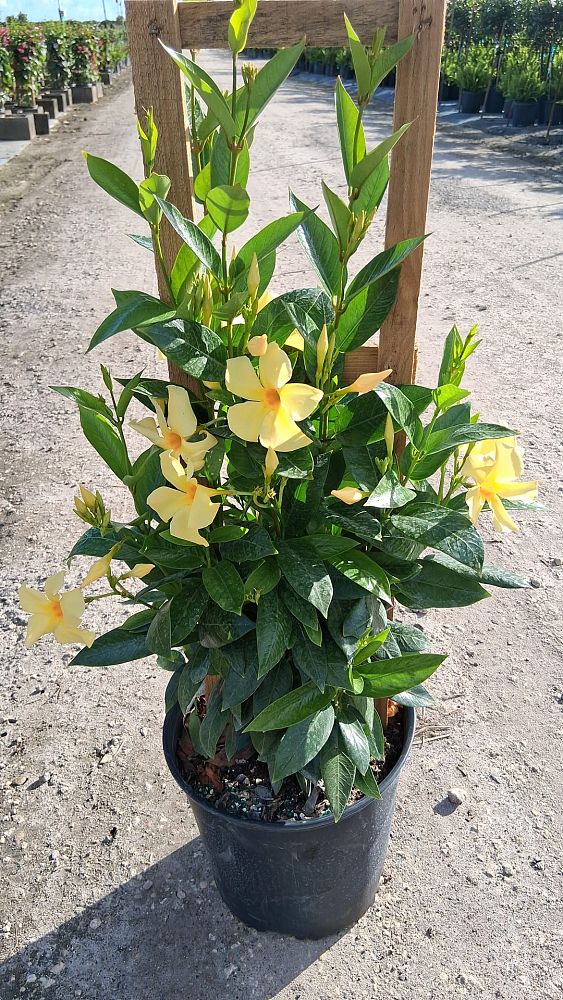 mandevilla-sunbeam