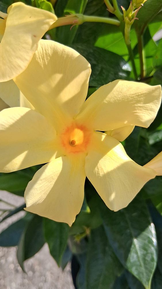 mandevilla-sunbeam