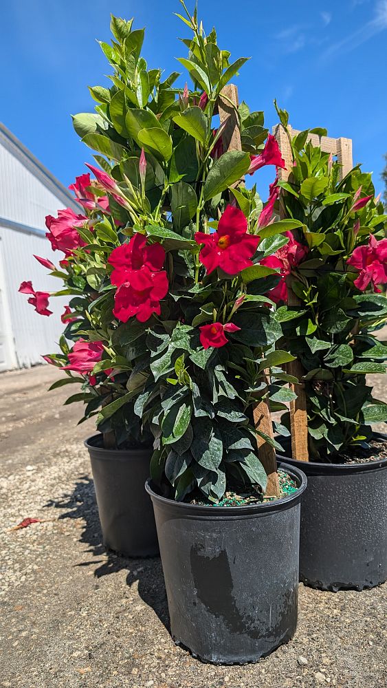 mandevilla-tropical-breeze-raspberry-kiss