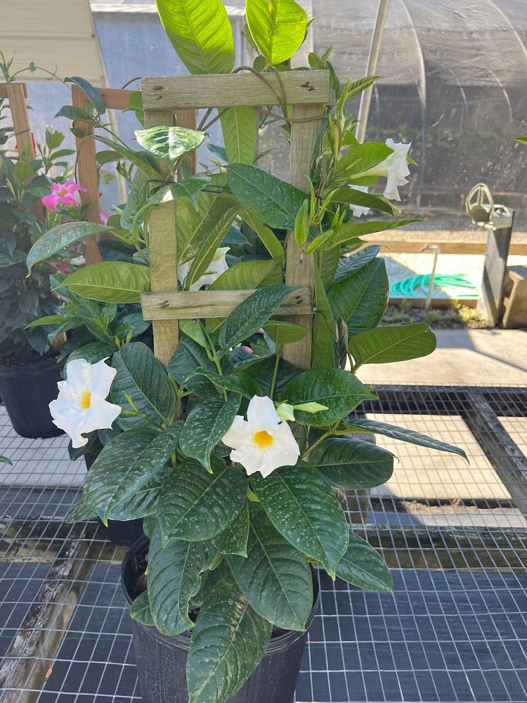 mandevilla-white-dipladenia