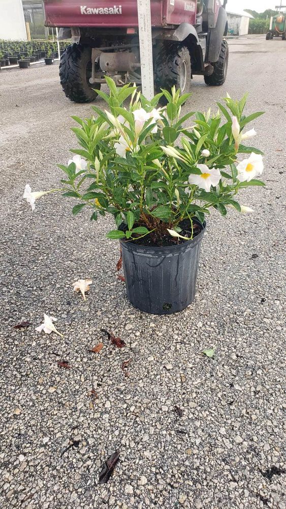 mandevilla-white-dipladenia