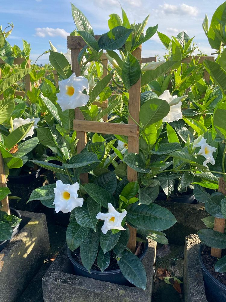 mandevilla-white-dipladenia