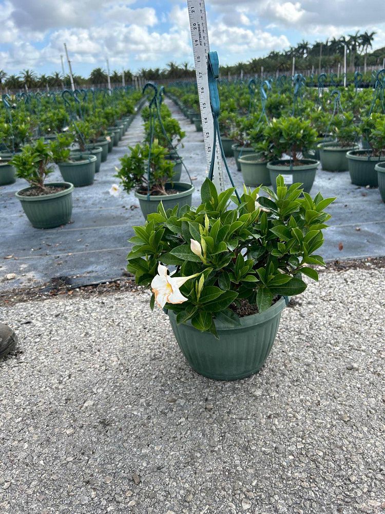 mandevilla-white-dipladenia