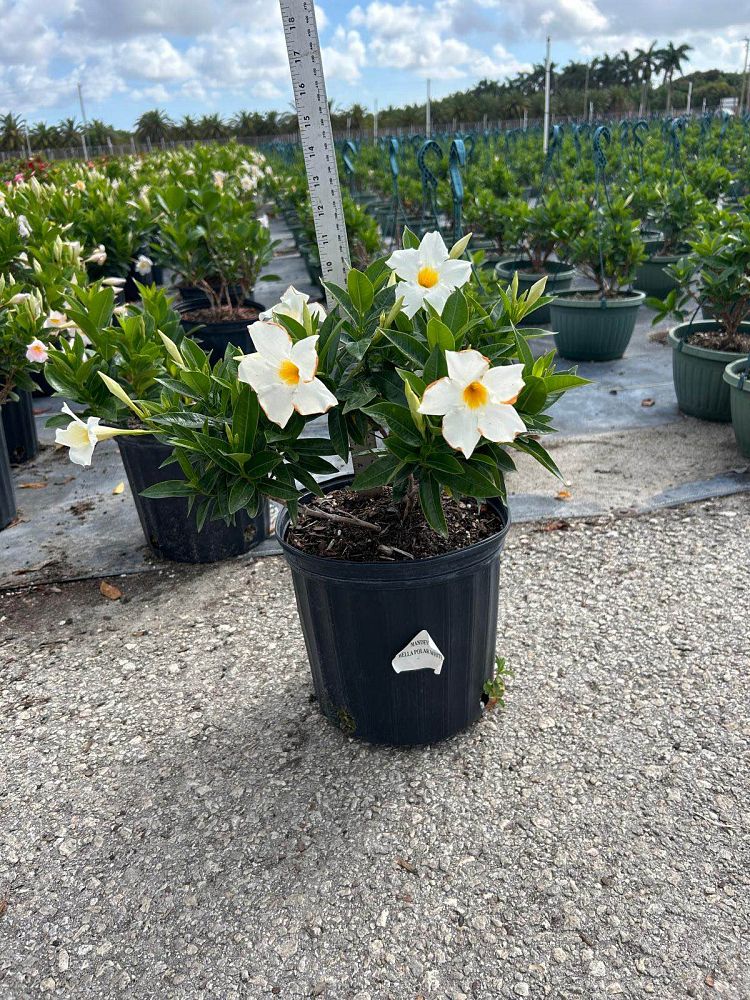 mandevilla-white-dipladenia