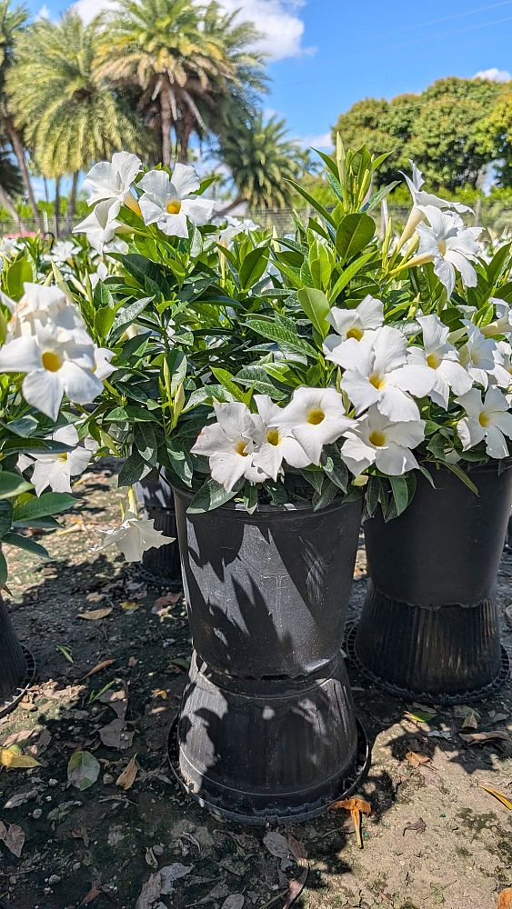 mandevilla-white-dipladenia