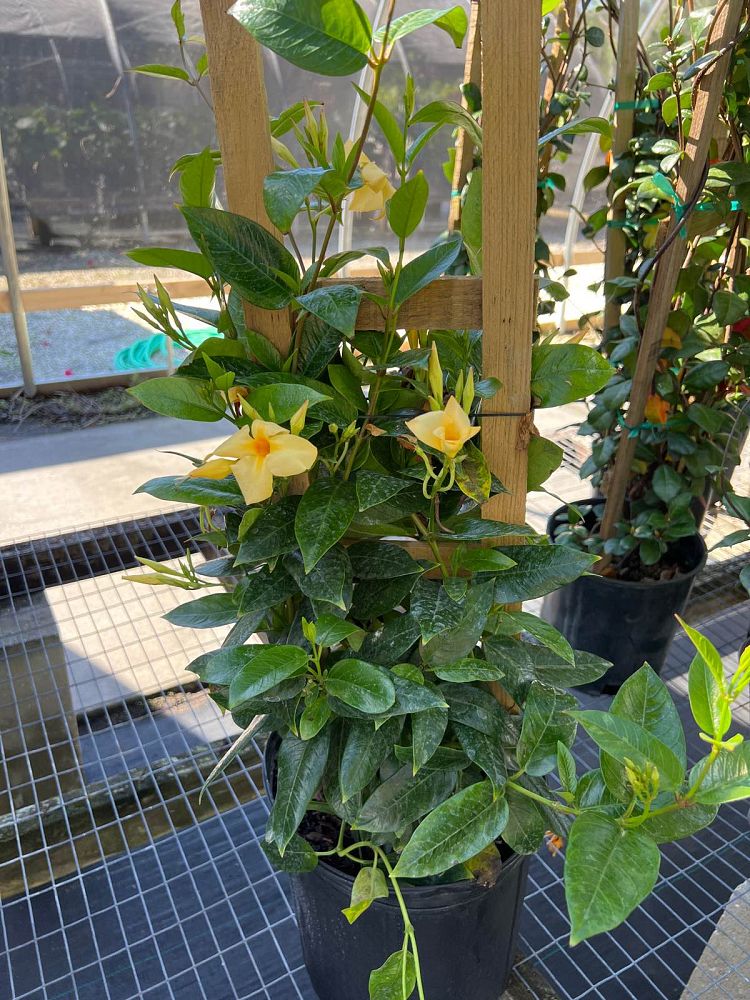 mandevilla-yellow-dipladenia