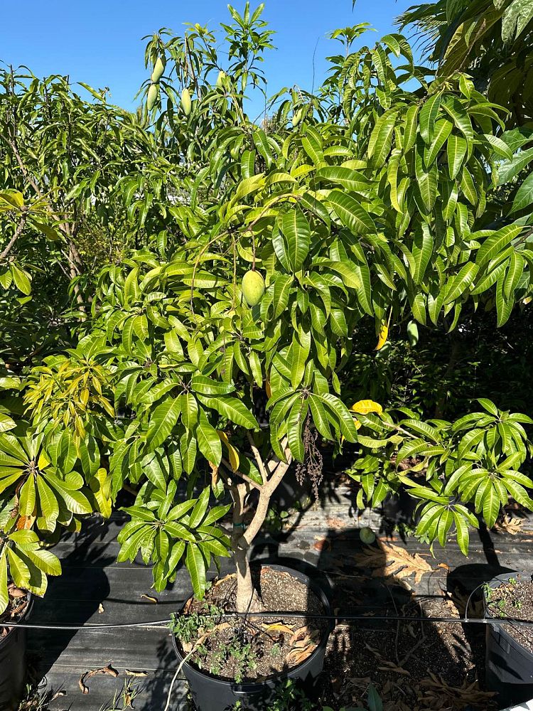 mangifera-indica-carrie-mango