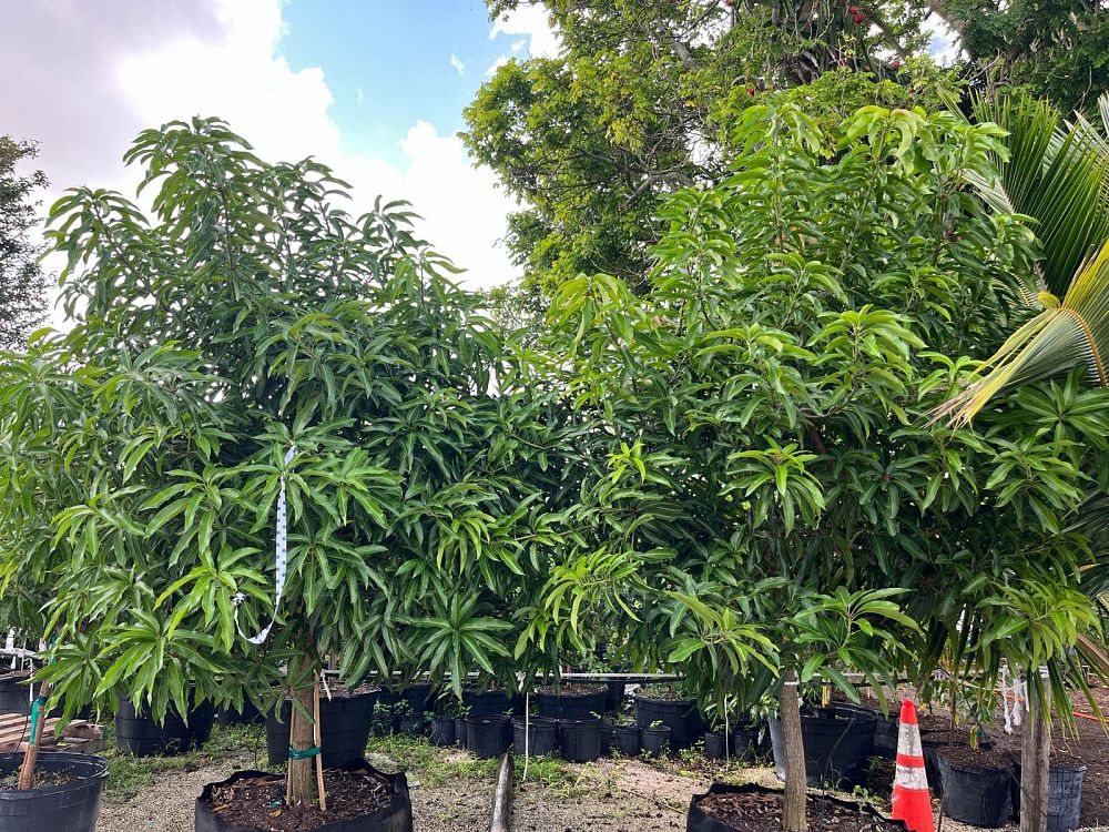 mangifera-indica-glenn-mango