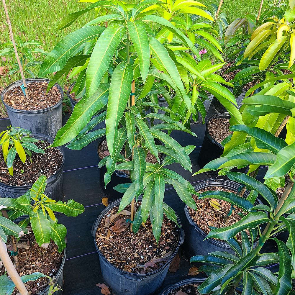 mangifera-indica-haden-mango