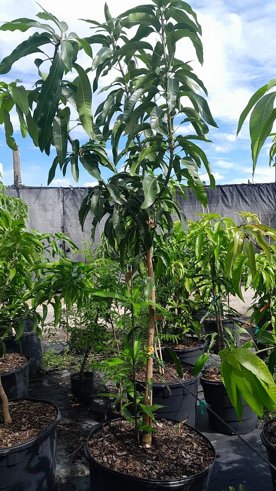 mangifera-indica-haden-mango