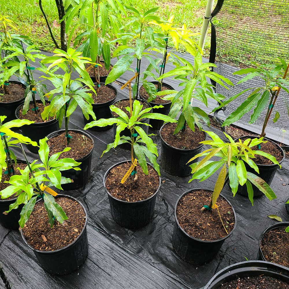 mangifera-indica-julie-mango