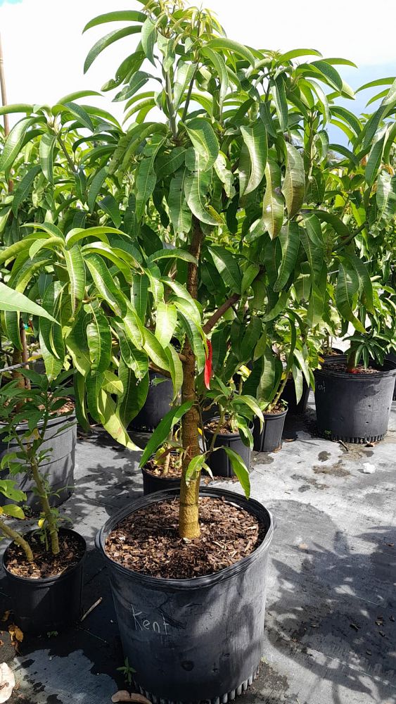 mangifera-indica-kent-mango