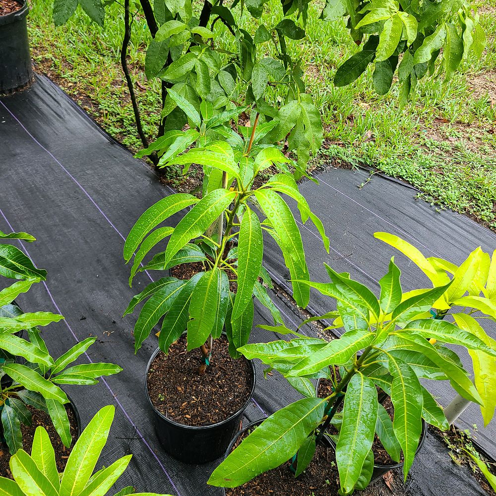 mangifera-indica-madame-blanc-mango