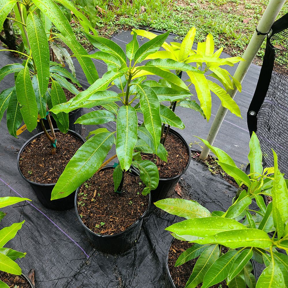 mangifera-indica-madame-blanc-mango