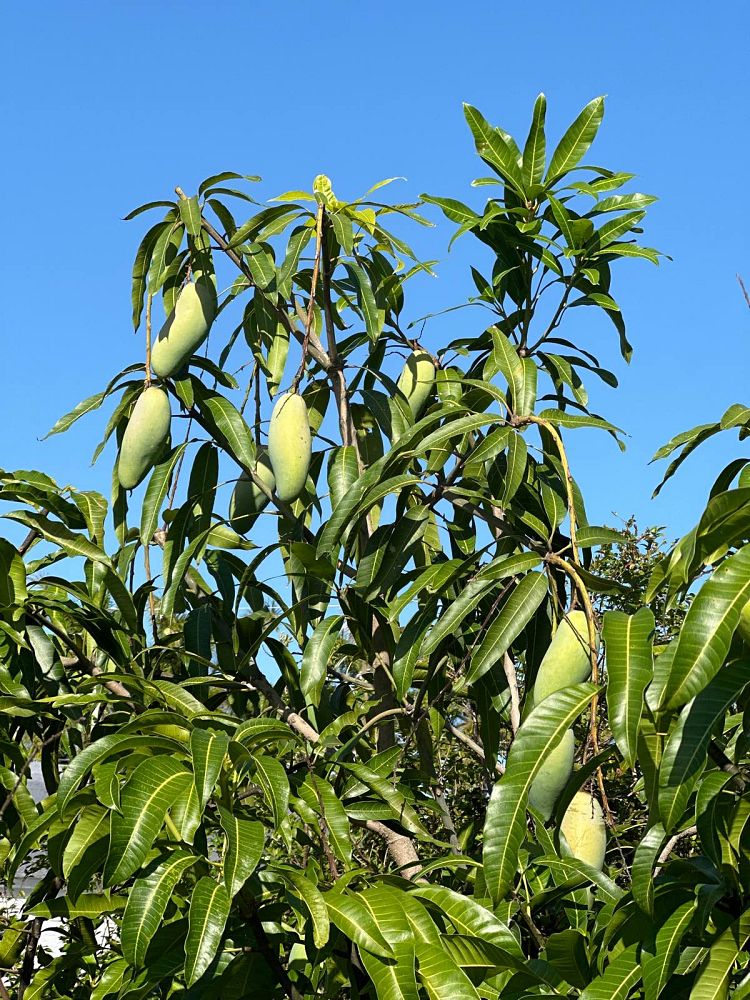 mangifera-indica-maha-chanook-mango