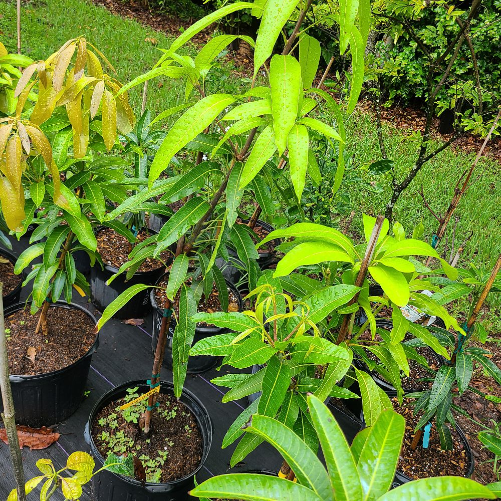 mangifera-indica-maha-chanook-mango