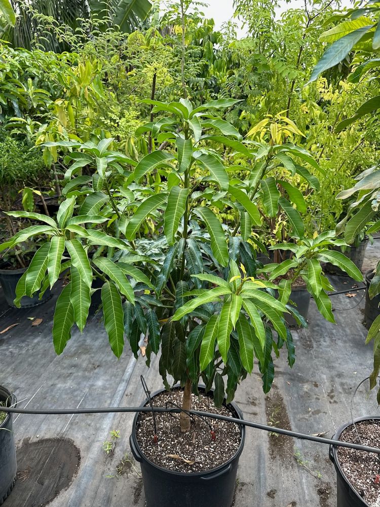 mangifera-indica-mango